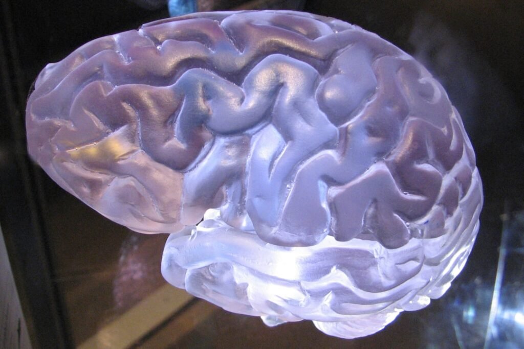 Detailed brain model illustrating cognitive neuroscience and memory formation processes